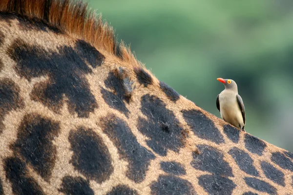 Giraffe and Oxpecker Bird - Tanzania, Africa — Stock Photo, Image