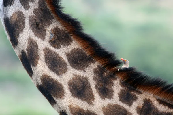 stock image Giraffe - Tarangire National Park. Tanzania, Africa