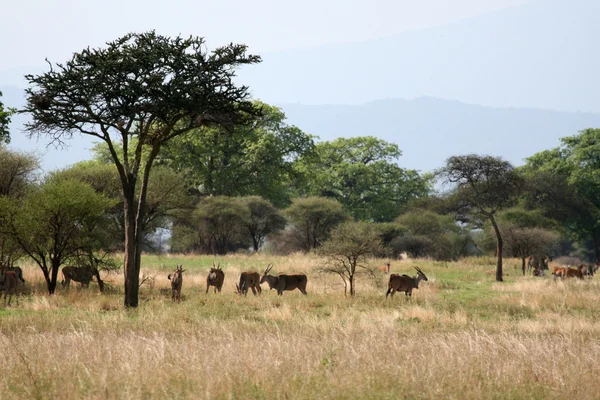 Impala - národní park tarangire. Tanzanie, Afrika — Stock fotografie