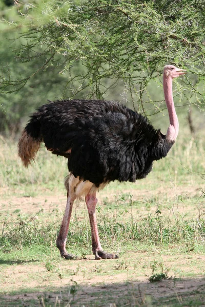 Ostrich in Tarangire National Park. Tanzania, Africa — Stock Photo, Image