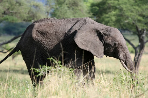 大象。非洲坦桑尼亚 — 图库照片