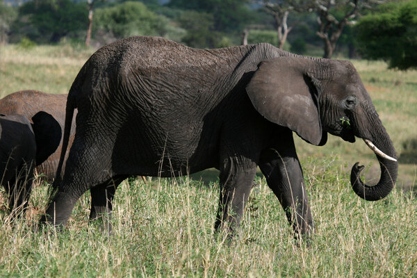 Elephant - Tarangire National Park - Wildlife Reserve in Tanzania, Africa