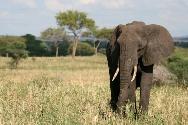 大象。非洲坦桑尼亚 — 图库照片