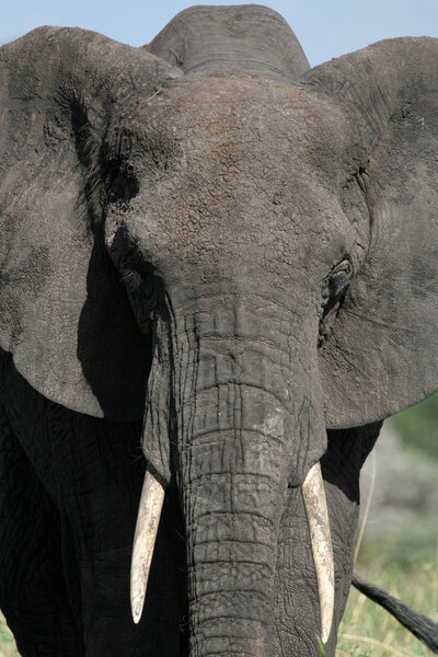 Elephant - Tarangire National Park - Wildlife Reserve in Tanzania, Africa