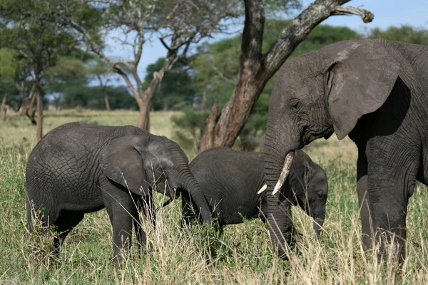 Слоны. Танзания, Африка — стоковое фото
