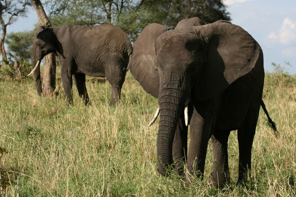 Elefantes. Tanzânia, África — Fotografia de Stock