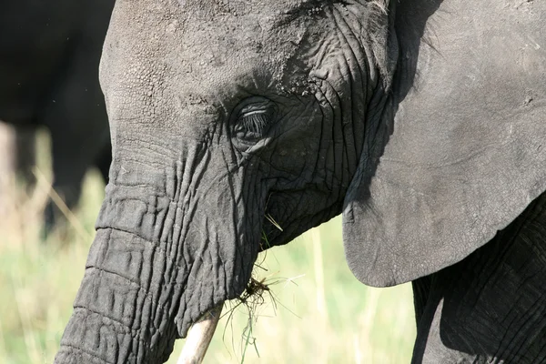 हत्ती. टांझानिया, आफ्रिका — स्टॉक फोटो, इमेज