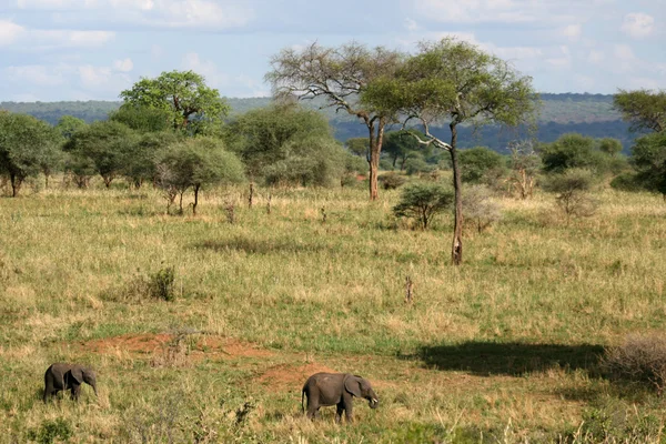 野生动物园-塔兰吉雷国家公园。非洲坦桑尼亚 — 图库照片