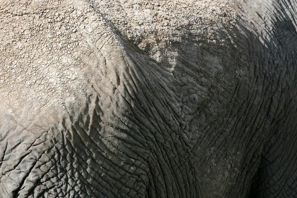 Elephant Skin. Tanzania, Africa — Stock Photo, Image