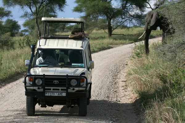 Safari - Parque Nacional Tarangire. Tanzania, África —  Fotos de Stock