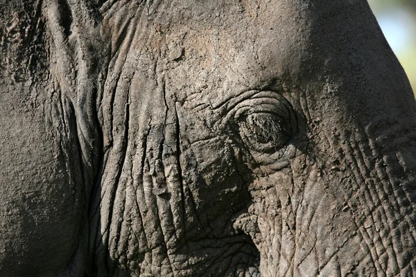 Elefant hud. Tanzania, Afrika — Stockfoto