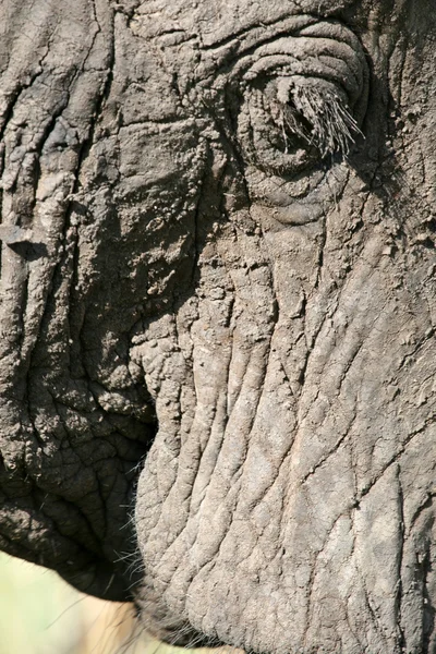 Elefantenfell. Tansania, Afrika — Stockfoto