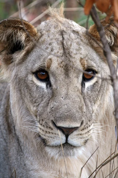 Lew - Afryka — Zdjęcie stockowe