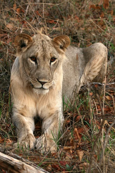 Λιοντάρι - Αφρική — Φωτογραφία Αρχείου