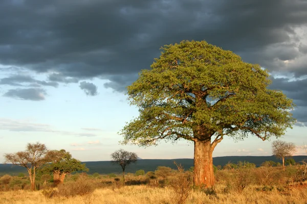 Albero di baobab - parco nazionale del tarangire. Tanzania, africa — Foto Stock