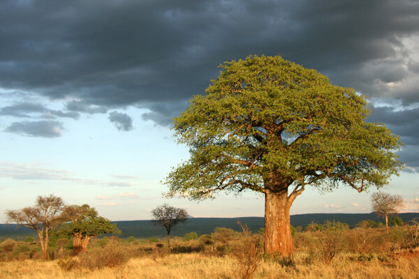 Tarangire National Park - Wildlife Reserve in Tanzania, Africa