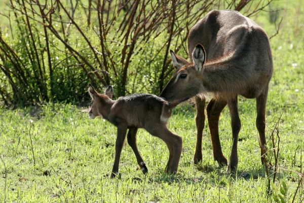 Yeni doğan Impala - Tanzanya, Afrika — Stok fotoğraf