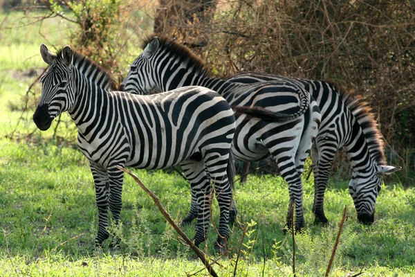 Zebra - Parque Nacional Tarangire. Tanzania, África — Foto de Stock