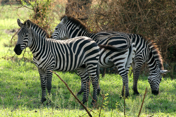 Tarangire National Park - Wildlife Reserve in Tanzania, Africa