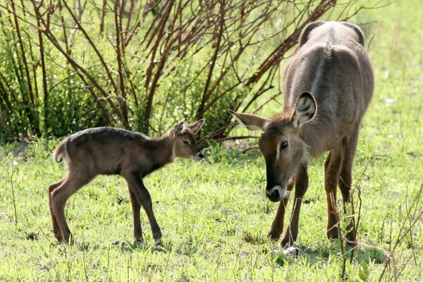 Neugeborene impala - tansania, afrika — Stockfoto