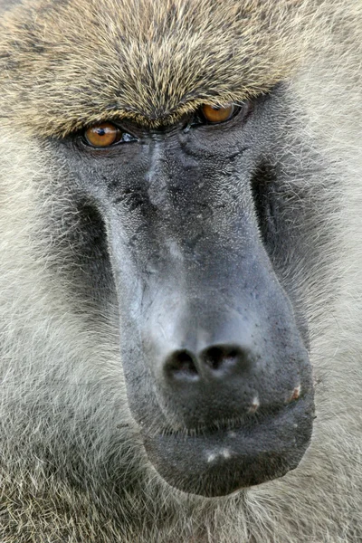 원숭이-탄자니아, 아프리카 — 스톡 사진