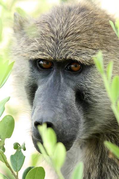 Baboon - Tanzania, Africa — Stock Photo, Image