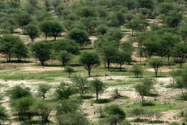 Safari - Tarangire Nationalpark. Tansania, Afrika — Stockfoto