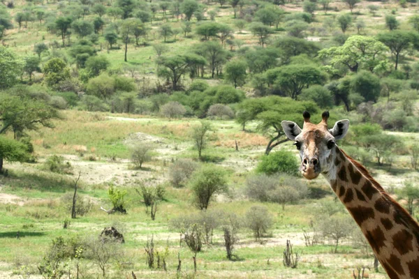 Giraffe - tarangire national park. Tanzania, Afrika — Stockfoto