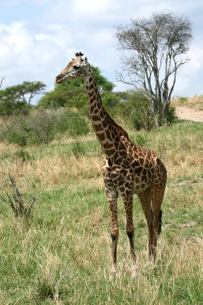 キリン - タランギーレ国立公園。タンザニア、アフリカ — ストック写真