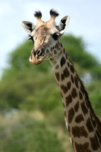 Жираф - национальный парк Тарангире. Танзания, Африка — стоковое фото