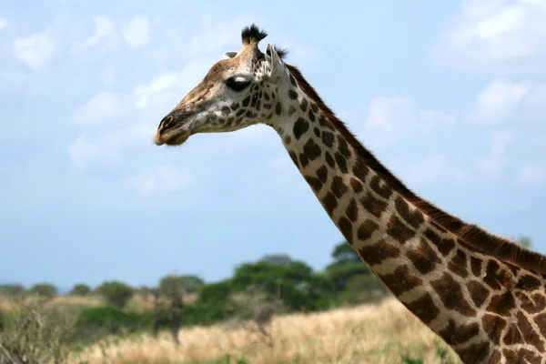 Zsiráf - Tarangire Nemzeti Park. Tanzánia, Afrika — Stock Fotó