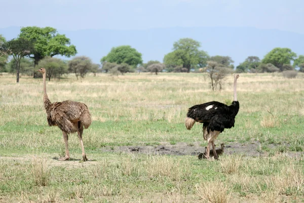 Straußenpaar im Tarangire Nationalpark. Tansania, Afrika — Stockfoto