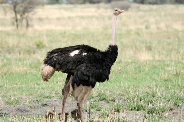 Avestruz Masculina com Bebês na África — Fotografia de Stock
