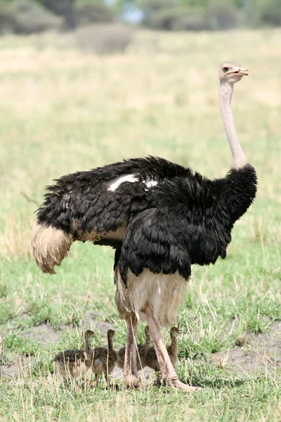 Mannelijke struisvogel met baby's in Afrika — Stockfoto