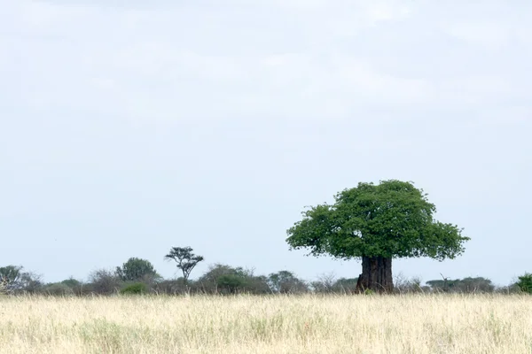 Баобаб Три - национальный парк Тарангире. Танзания, Африка — стоковое фото