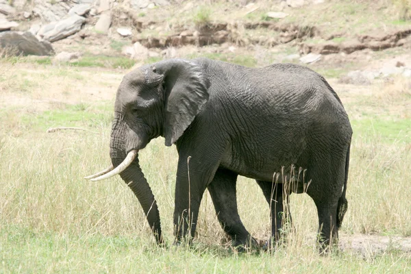 stock image Elephant. Tanzania, Africa