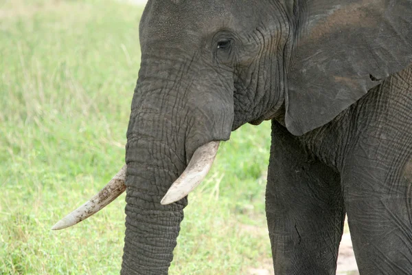 Слон. Танзания, Африка — стоковое фото