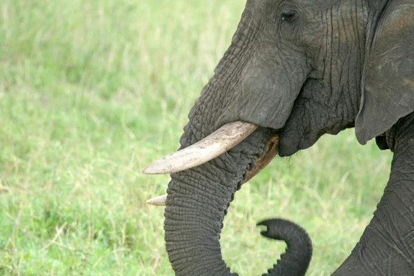 Elefante. Tanzania, Africa — Foto Stock