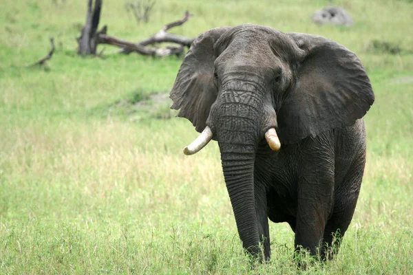 Elephant. Tanzania, Africa — Stock Photo, Image