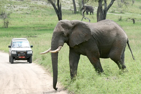 Слон. Танзания, Африка — стоковое фото