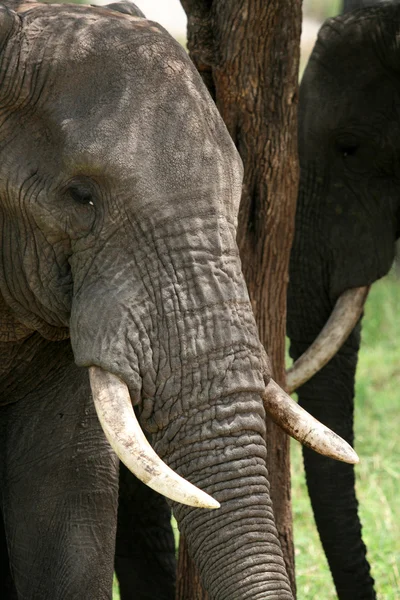 Elefant. Tanzania, Afrika — Stockfoto