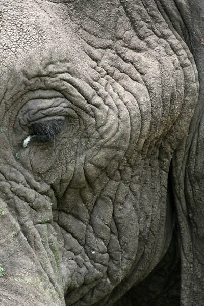 Elefante. Tanzania, Africa — Foto Stock
