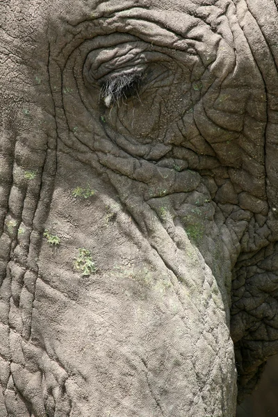 Elefánt. Tanzánia, Afrika — Stock Fotó