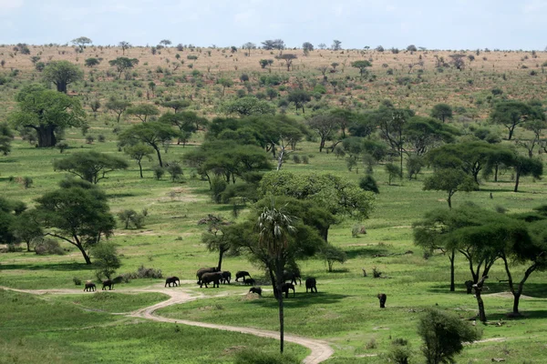 Elefánt élőhely - Tarangire Nemzeti Park. Tanzánia, Afrika — Stock Fotó