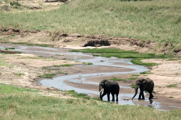 Elefant. Tansania, Afrika — Stockfoto