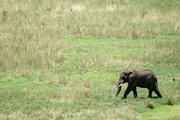 小象。非洲坦桑尼亚 — 图库照片