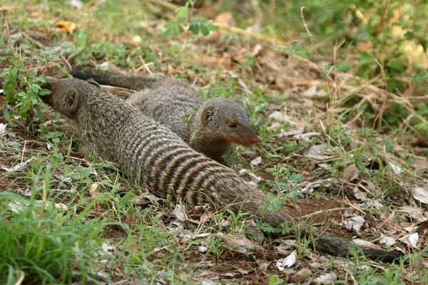 Pruhované mongoose - Tanzanie, Afrika — Stock fotografie