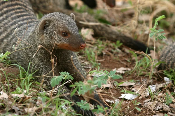 Смуги Mongoose - Танзанія, Африка — стокове фото