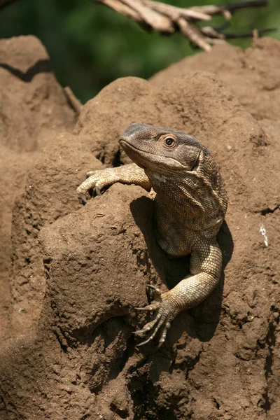 Lizard - Tanzania, Africa — Stock Photo, Image