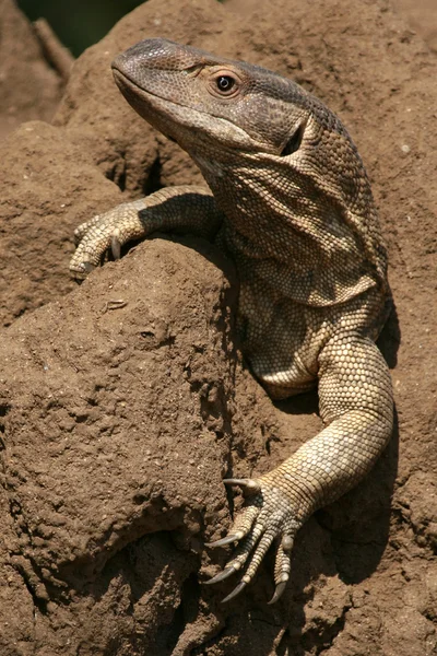 蜥蜴-坦桑尼亚，非洲 — 图库照片
